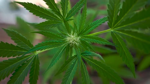 Blüte einer Cannabispflanze, die sich im Sonnenlicht bewegt. Grüne Marihuana-THC-Blattknospen. Drogenpflanzen aus nächster Nähe