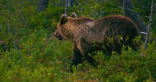 Young and Playful Brown Bear Cub Running Free in a Swamp