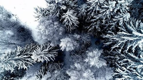 Black And White Pine Tree Forest Covered With Snow At Winter. - aerial