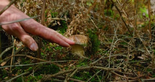 Male Hand with Knife Cuts Edible Mushroom Boletus That Grows in Moss Grass in Forest