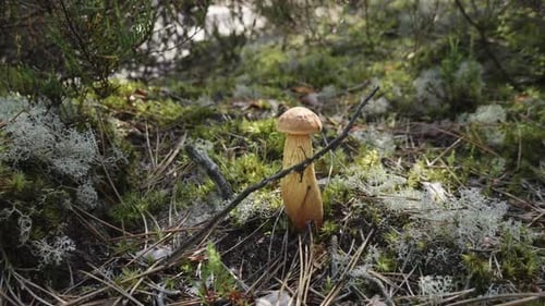 Aureoboletus projectellus Bolete mushroom grows on forest litter. Close-up shot.