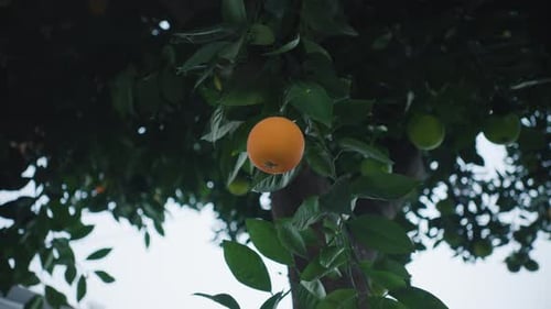 Orange Tree Fruit Ripening on Branches