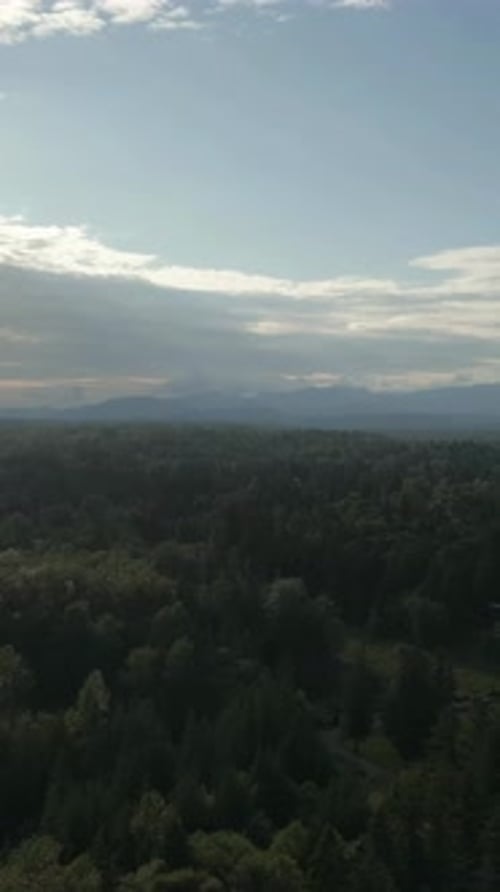 Forest View With Mountains. British Columbia, Canada.