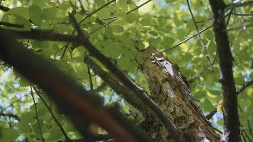 Under View Tree Trunk with Peeling Bark Branches and Vibrant Leaves Overhead