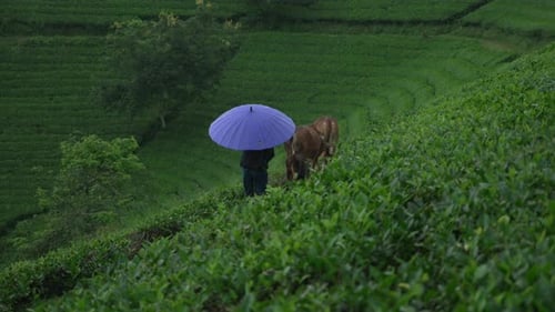 Tea cultivated agriculture farming pruned bushes Vietnam Phu Tho province