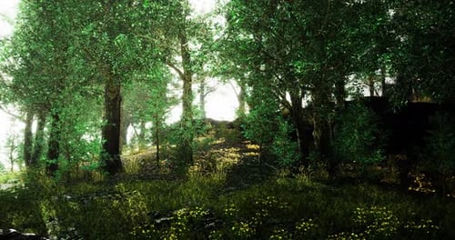 Lush Green Forest Scene with Sunlight Filtering Through the Trees at Dawn