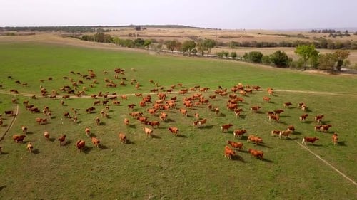 Kuhherde auf Weiden in Portugal. Drohnenaufnahmen.