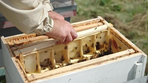 Beekeeper Inspecting Honeycomb Frame with Bees