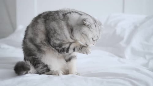 Grey Striped Cat Washes Itself on Bed