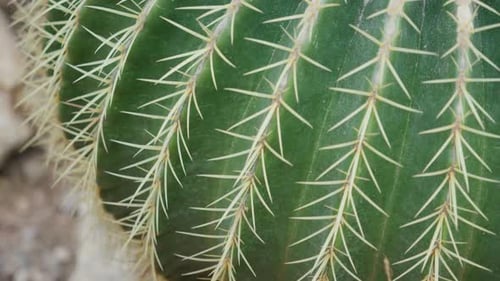 Close-up of a cactus showing sharp spines and green texture.