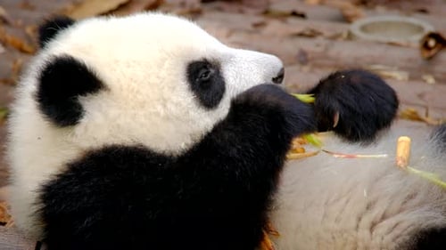 Cute Panda Cub Eating Bamboo Shoots