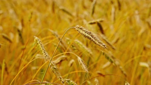 Golden Wheat Field Swaying in the Sunlight