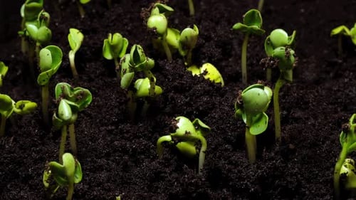 Growing seeds rising from soil time lapse 4k footage.