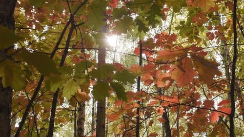 autiful autumn deciduous forest with yellow and red leaves, slow motion camera.