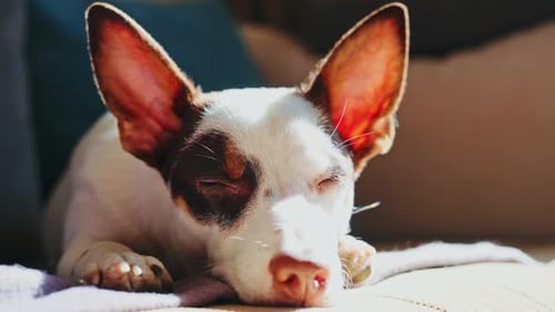 Close up portrait of cute dog lying on sofa. 4K