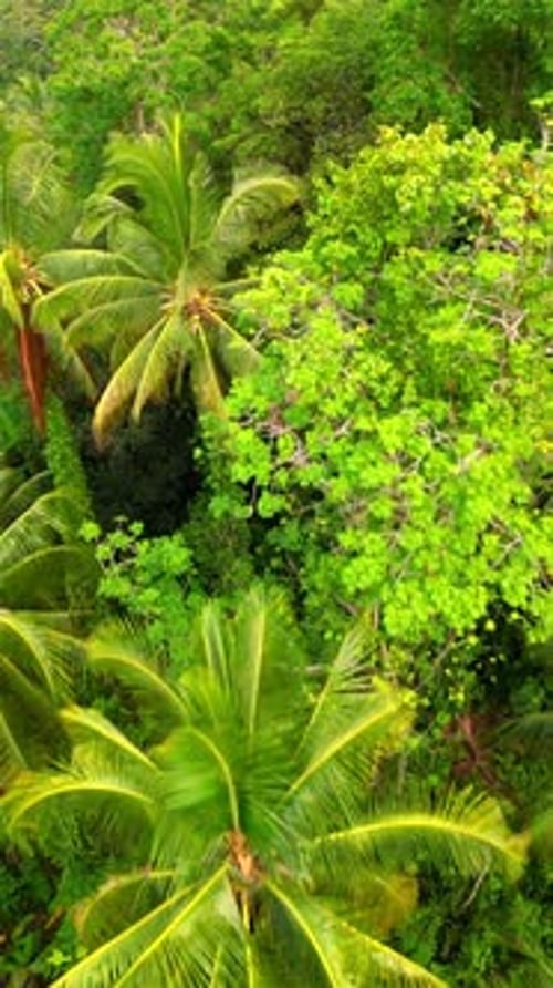 Aerial View of a Dense Tropical Rainforest in Thailand