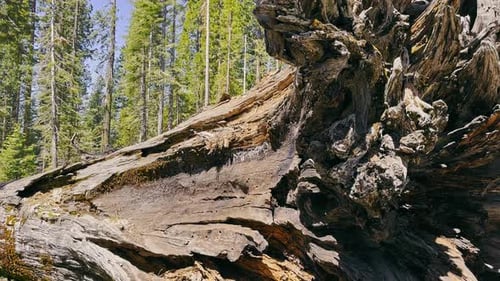 a Large Old Redwood Tree Lying on the Ground