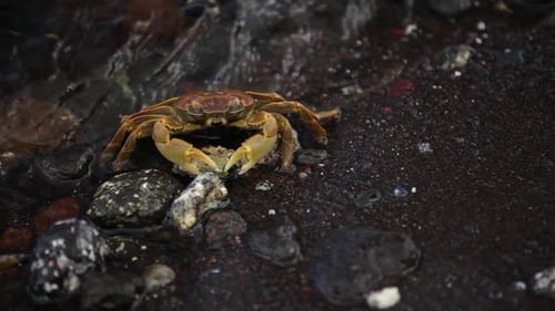 Close up of a Wild Crab Resting on Dark Volcanic Shoreline Rocks