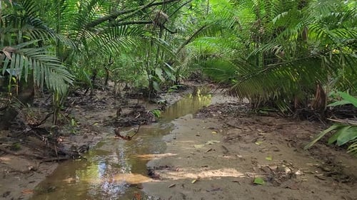 Stream Flowing Through The Jungle With Green Trees. - aerial