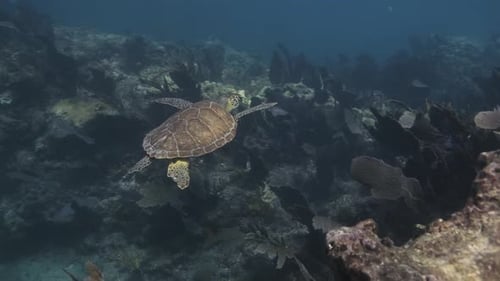 Sea Turtle swimming in the blue ocean through a colorful coral reef at bright sunlight
