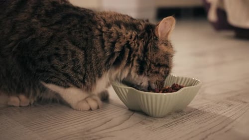 Cat Eating Kibble Cat Dry Food From a Bowl Close Up