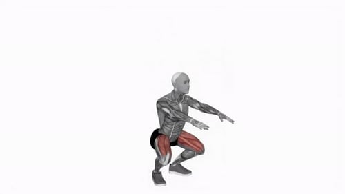 3D Anatomical Model Squat Exercise Animation