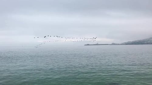 Vögel