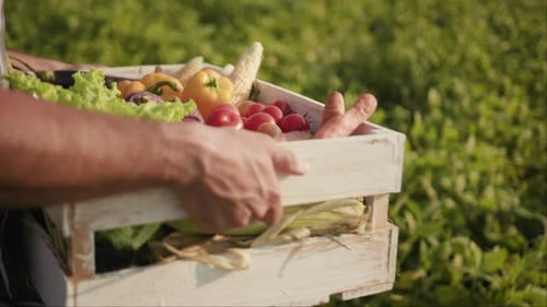 Close Up Hands Young Farmer is Holding a Box of Organic Vegetables Sunlight Agriculture Farm Field