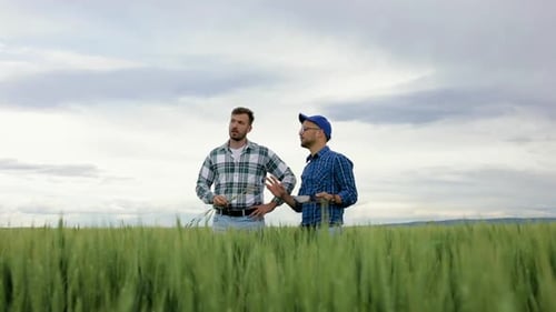 Two farmers standing in green wheat field examining crop during the cloudy day.