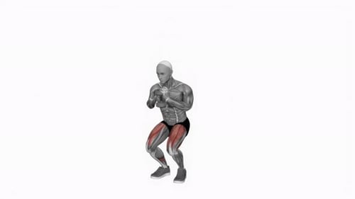 3D Animated Anatomical Squat Exercise with Muscle Highlight