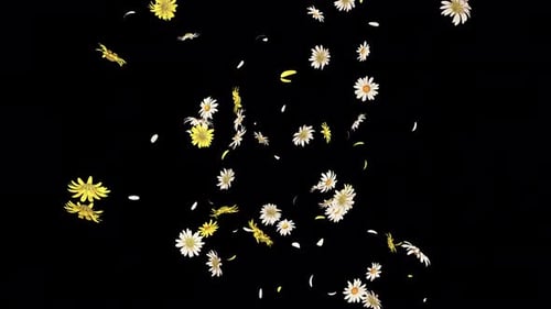 Daisy Fall Loop auf Alpha 4K.