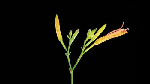 Orange Daylily Flower Time Lapse on Black Background