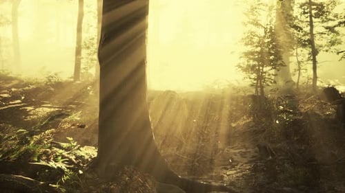 Panoramic View of the Majestic Forest in a Morning Fog