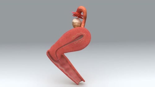Human Female Uterus and Ovary Anatomy 3D Model Rotation