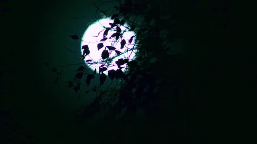 Bright Moon Behind Tree Branches at Night