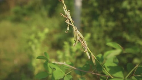 Artistic blur shot. Green vegetation and some flowers on a sunny day and some flares through.