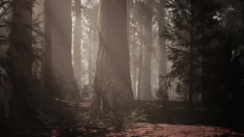 A Dense Forest with Towering Trees