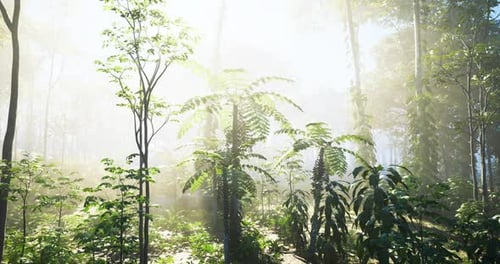Sunlight Rays Filtering Through Misty Jungle Forest