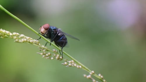 Fly Rests on a Blade of Green Grass