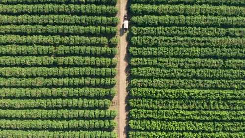 Grapefruit orchard with ripe clusters of citrus hanging on branches ready for picking