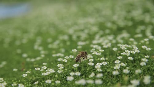 Flying Honey Bee Collects Pollen or Nectar and Pollinates Flowers on Green Juicy Grass on the