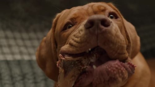 Adorable Puppy Enjoying Bone on Couch Close Up
