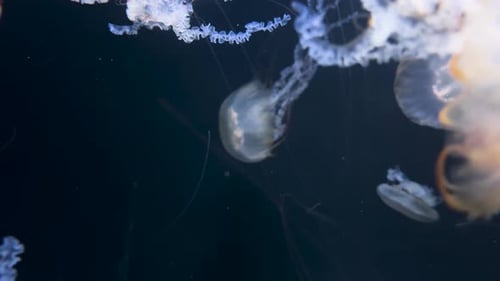 Eine Nahaufnahme der Qualle Chrysaora Quinquecirrha im Meer