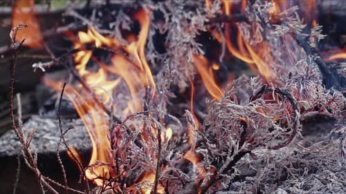 Flames consuming branches, burning fire