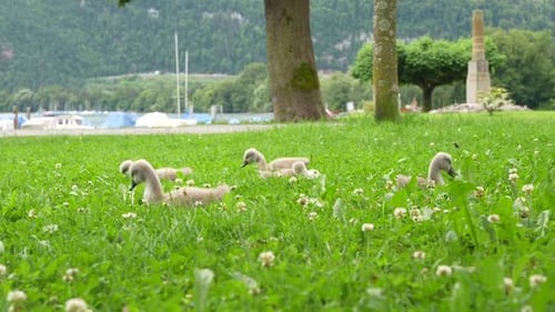 Cygnets mignons butinant dans l'herbe verte luxuriante au bord d'un lac un jour d'été