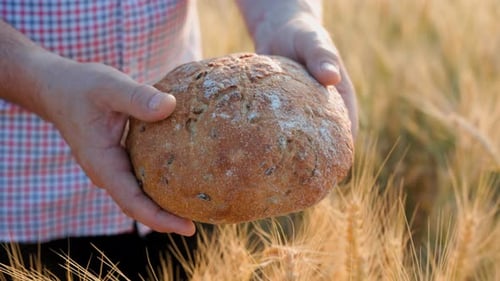 The Farmer is Holding a Fresh Loaf of Bread in the Wheat Field