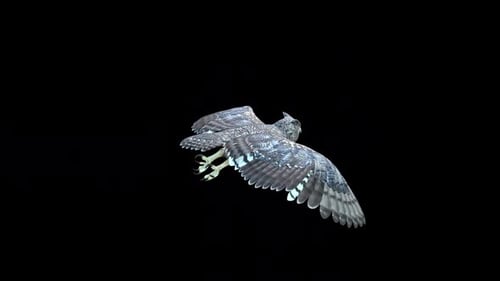 Owl Bird idle 2