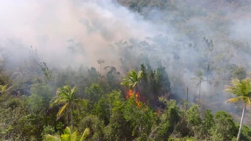 Fire raging, flaming vegetation, smoking nature in a tropical forest - Aerial view