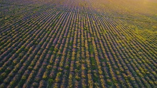 Aerial View of Lavender Field at Sunset