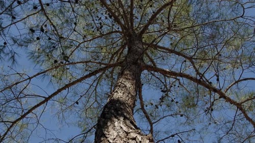 Bottomup View of Large Tree with Beautifully Lit Trunk and Crown